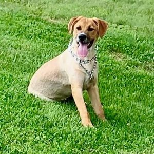 Meet your Posher, Allie